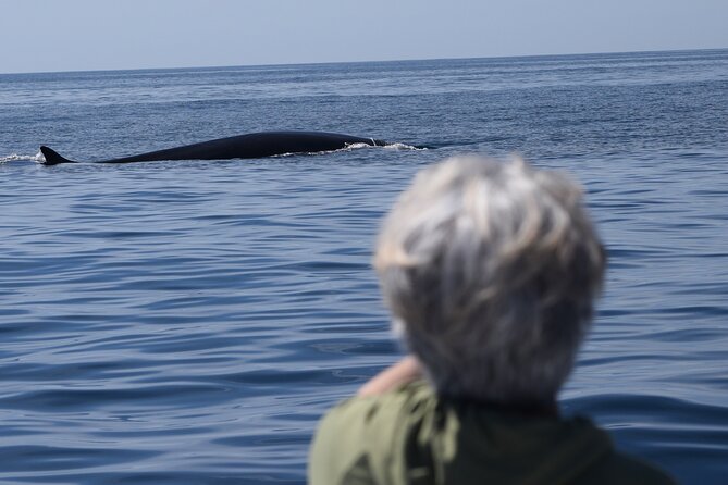 Up Close Dolphin & Whale Watching - Itinerary in Motion: From Oceanside Harbor to Prime Water