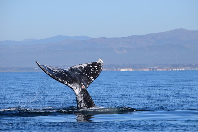 Up Close Dolphin & Whale Watching - Price and Value: Is $85 Worth It?