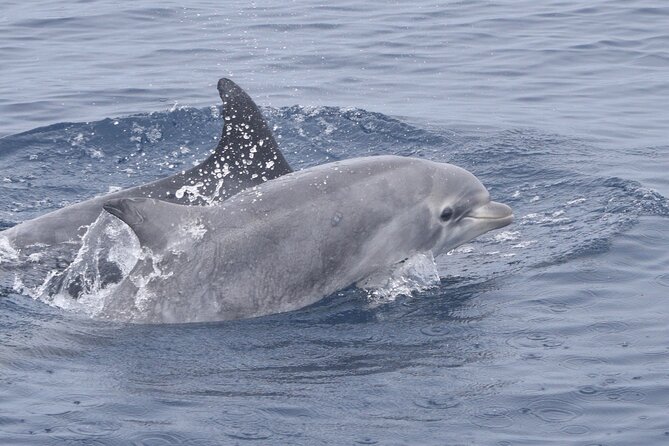 Up Close Dolphin & Whale Watching - Timing, Weather, and the One Thing You Can Control: Your Prep