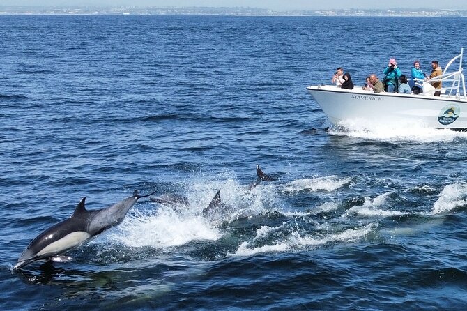 Up Close Dolphin & Whale Watching - Who This Tour Fits Best (And Who Might Want a Plan B)