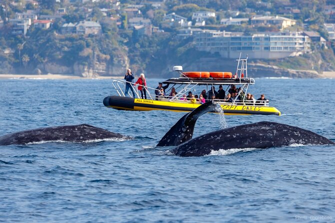 Up-Close Dolphin & Whale Watching Zodiac Adventure in Dana Point - Key Takeaways Before You Go