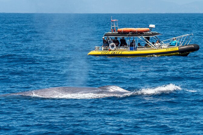 Up-Close Dolphin & Whale Watching Zodiac Adventure in Dana Point - The Zodiac Safari Experience: Speed, Close Views, and Real Search Time
