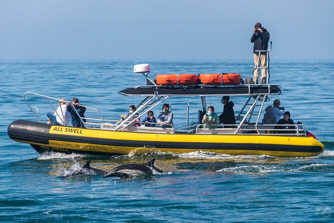 Up-Close Dolphin & Whale Watching Zodiac Adventure in Dana Point - On the Water: Marine Naturalist Facts That Make Sightings Better