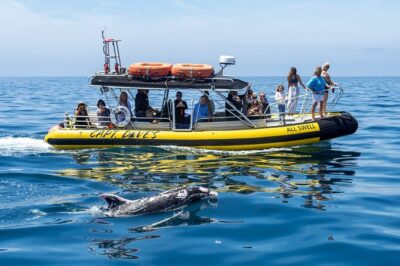 Up-Close Dolphin & Whale Watching Zodiac Adventure in Dana Point - Check-In at Dana Point Harbor: A Smooth Start Before You Hit Open Water