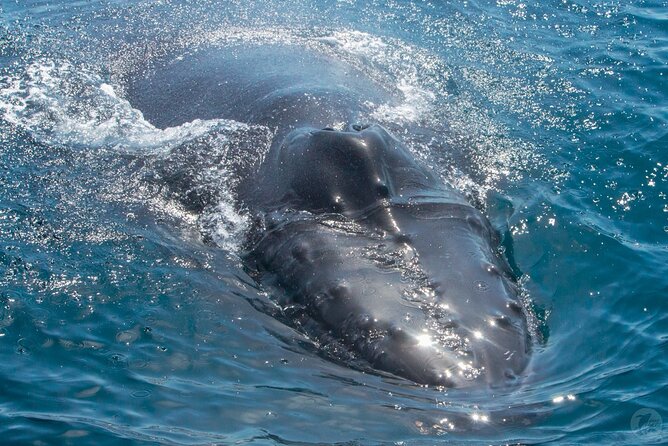Up-Close Dolphin & Whale Watching Zodiac Adventure in Dana Point - What You Can See: Seasonal Odds for Blue, Gray, and More