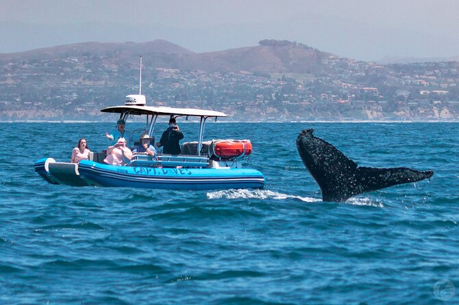 Up-Close Dolphin & Whale Watching Zodiac Adventure in Dana Point - Dolphin and Whale Viewing Guarantee: How It Changes the Math