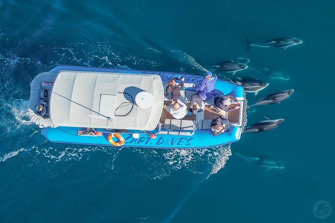 Up-Close Dolphin & Whale Watching Zodiac Adventure in Dana Point - Price, Group Size, and Time: Is It Worth $99.99?