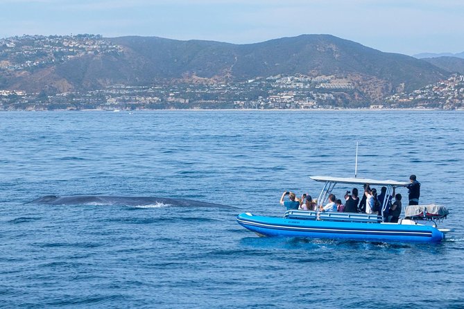 Up-Close Dolphin & Whale Watching Zodiac Adventure in Dana Point - Who This Tour Fits Best (and Who Should Think Twice)