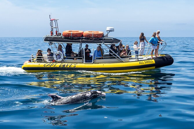 Up-Close Dolphin & Whale Watching Zodiac Adventure in Dana Point - Check-In at Dana Point Harbor: A Smooth Start Before You Hit Open Water