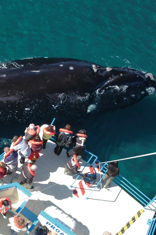 Valdes Peninsula: Full Day with Whale Watching - Key Things You’ll Notice on This Valdés Peninsula Day