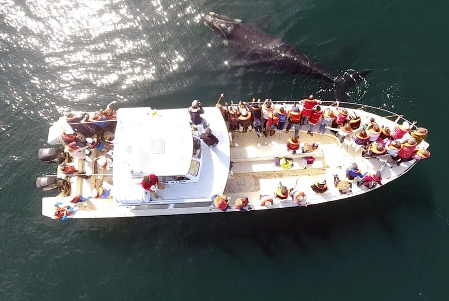 Valdes Peninsula: Full Day with Whale Watching - A Real-World Wildlife Day on Valdés Peninsula