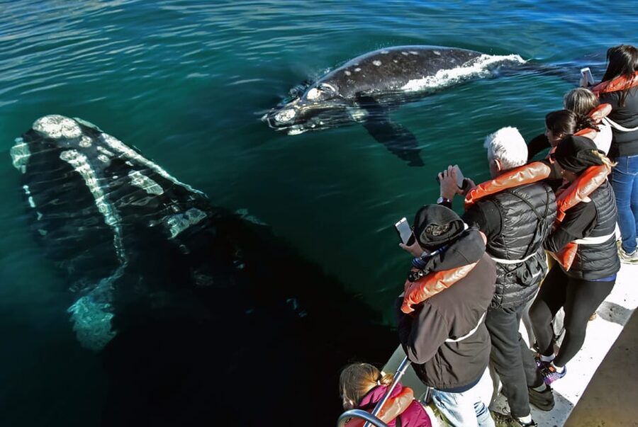 Valdes Peninsula: Full Day with Whale Watching - Puerto Pirámides and the Wildlife Window That Drives the Day