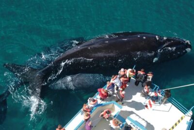 Valdes Peninsula: Full Day with Whale Watching - Getting There Early: Hotel Pickup and the Puerto Pirámides Start