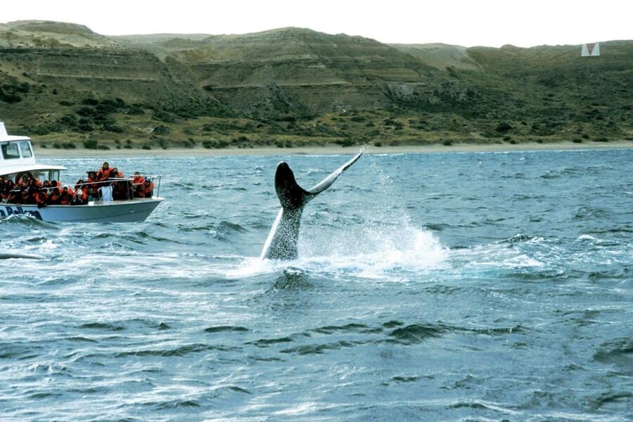 Valdes Peninsula: Full Day with Whale Watching - The Lunch Stop: Planning for Food Without Overpaying