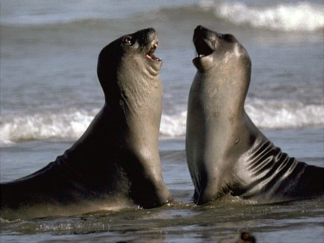 Valdes Peninsula: Full Day with Whale Watching - Punta Cantor and Caleta Valdés: Where Geology Meets Wildlife