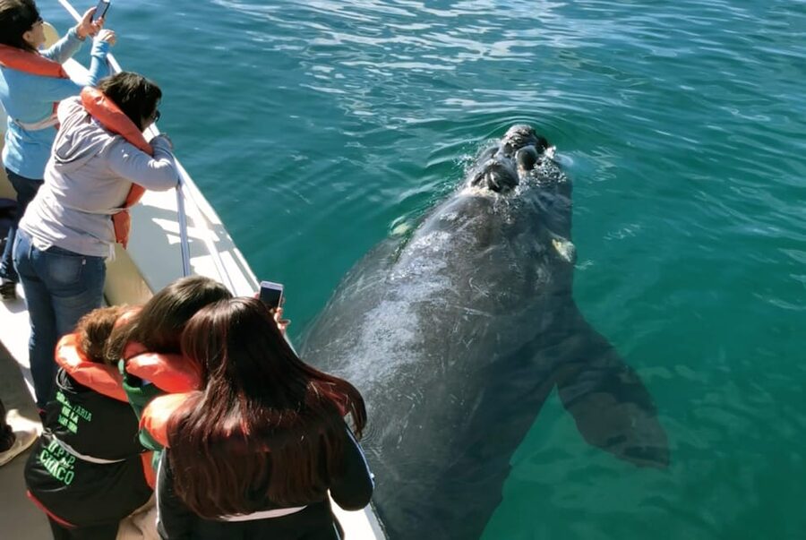 Valdes Peninsula: Full Day with Whale Watching - Carlos Ameghino Interpretation Center: A Useful Pause