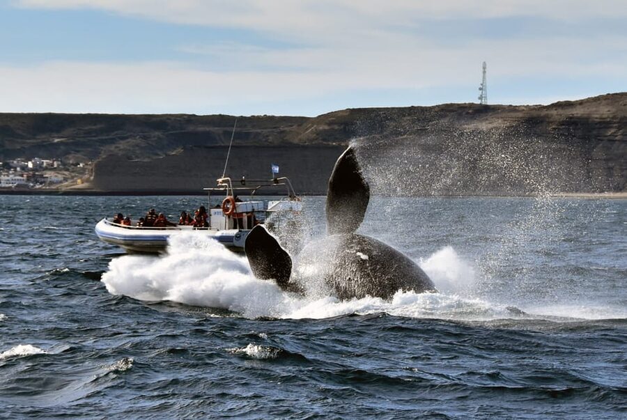 Valdes Peninsula: Full Day with Whale Watching - Wildlife Beyond the Boat: What You Can Spot on Land