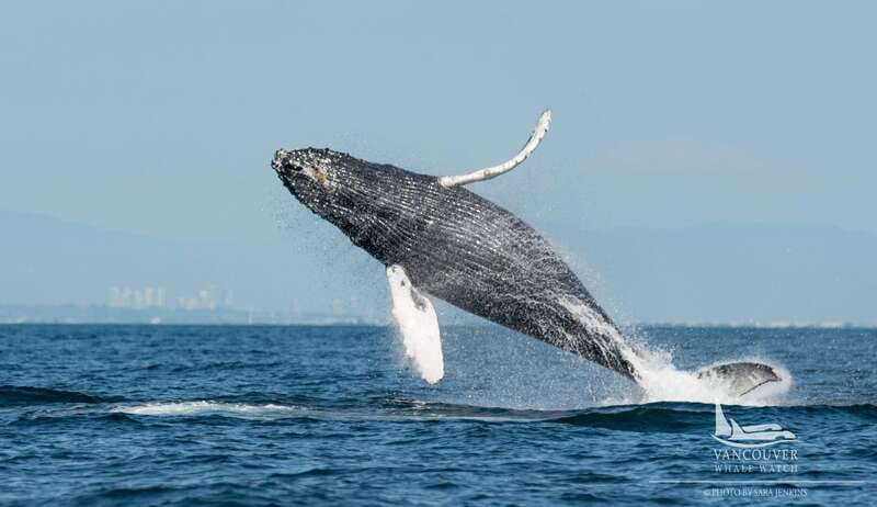 Vancouver, BC: Whale Watching Tour Small Zodiac with Guide - Key things to know before you go