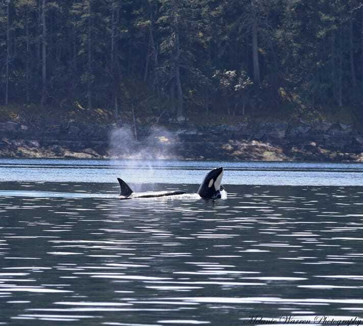 Vancouver, BC: Whale Watching Tour Small Zodiac with Guide - What you might actually see: orcas, humpbacks, and the coastal crowd