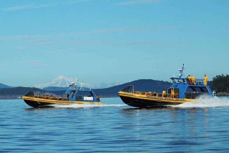 Vancouver, BC: Whale Watching Tour with Guide - Key points before you go