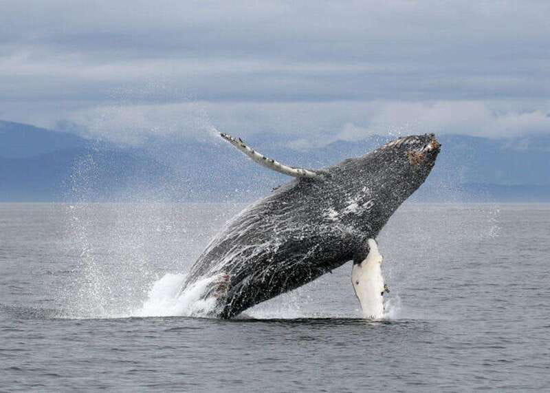 Vancouver, BC: Whale Watching Tour with Guide - What You’re Hunting Off Steveston and the Strait of Georgia