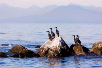 Vancouver, BC: Whale Watching Tour with Guide - From Check-In at Richmond to Gulf Islands Waters
