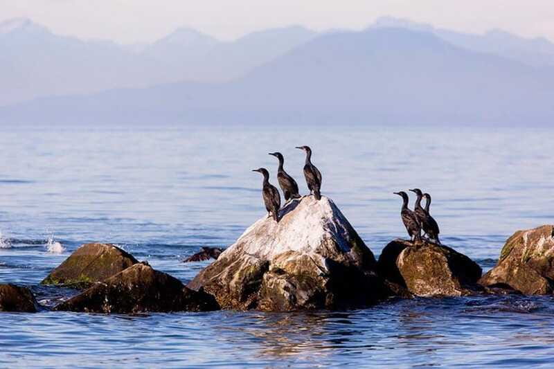 Vancouver, BC: Whale Watching Tour with Guide - How the Naturalist Guide Turns Blows and Spouts into Stories