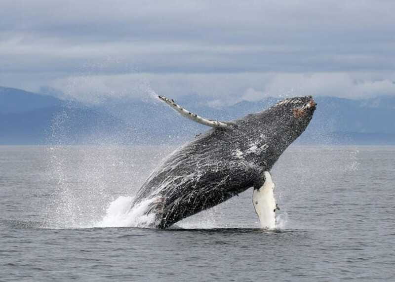 Vancouver, BC: Whale Watching Tour with Guide - Price and Value: What You Get for $152