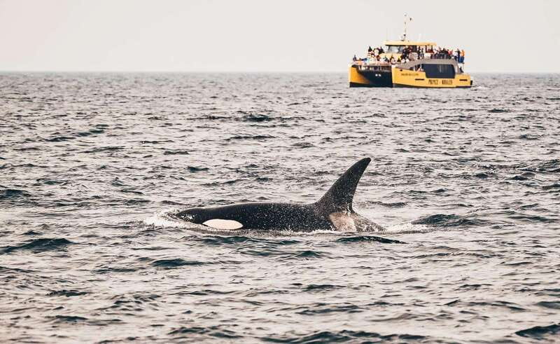 Vancouver: Covered Whale Watching Adventure with Free Photos - Key highlights worth planning around