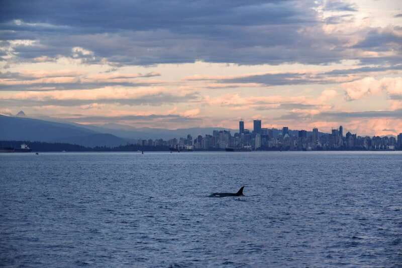 Vancouver: Covered Whale Watching Adventure with Free Photos - What you might see off Vancouver: orcas, humpbacks, and the usual cast