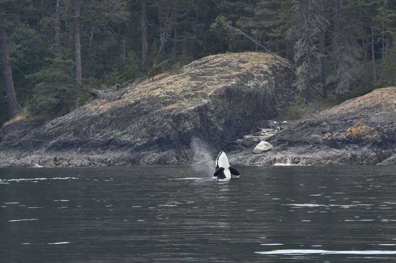 Vancouver: Covered Whale Watching Adventure with Free Photos - Onboard commentary and crew roles: why the lesson part matters