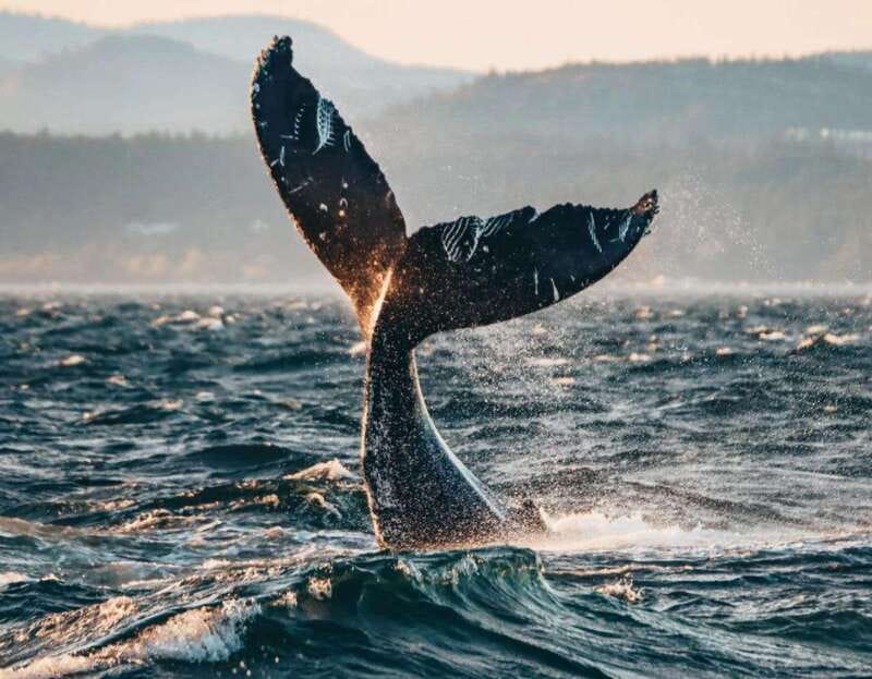Vancouver: Covered Whale Watching Adventure with Free Photos - Free photos: getting the shot without turning the trip into a camera workout