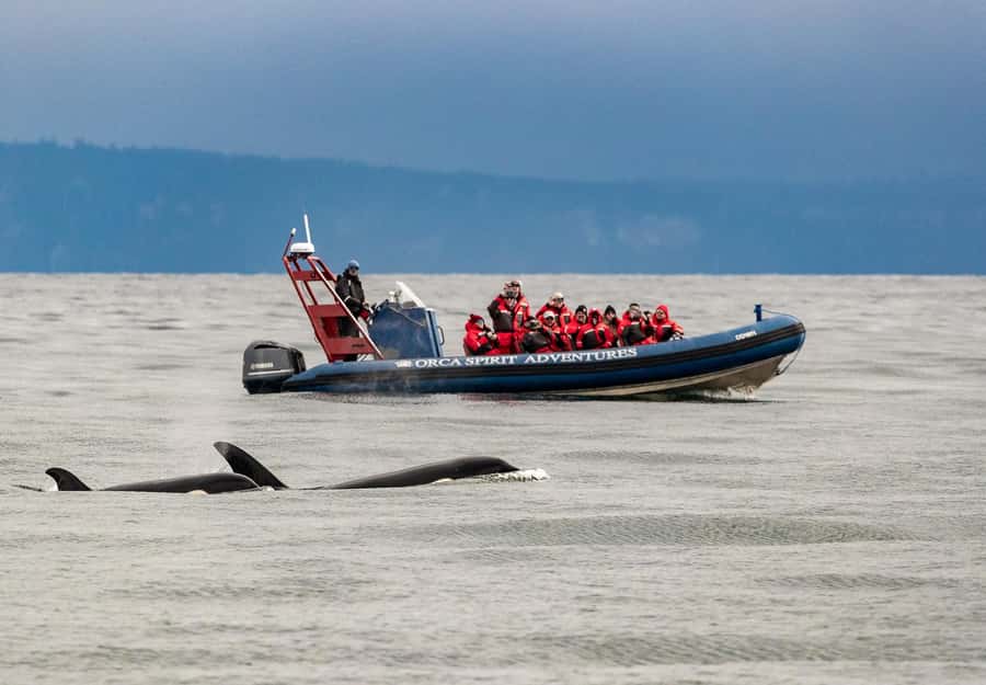 Vancouver: Day Trip to Victoria Seaplane with Whale Watching - Should you book Vancouver to Victoria by seaplane for whale watching?