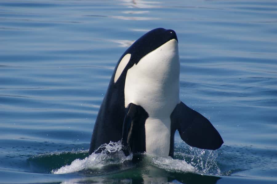 Vancouver: Day Trip to Victoria Seaplane with Whale Watching - What you might see (and how to spot it from the water)