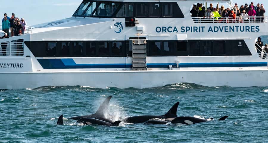 Vancouver: Day Trip to Victoria Seaplane with Whale Watching - Timing, weather, and why this day is best done early