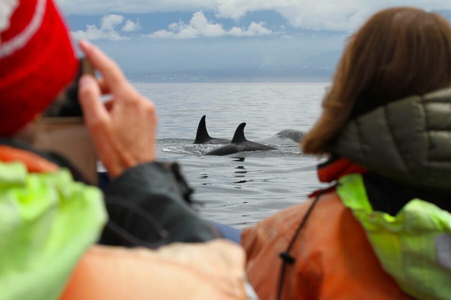Vancouver: Day Trip to Victoria Seaplane with Whale Watching - Price and value: does $520 buy enough?