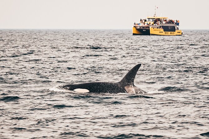 Vancouver Half-Day Whale Watching Adventure with Free Photos - Key points to know before you go