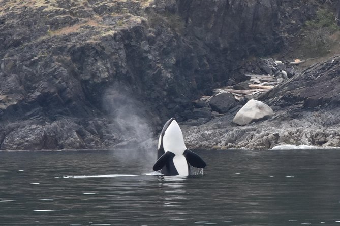 Vancouver Half-Day Whale Watching Adventure with Free Photos - Granville Island to the water: why this half-day plan works