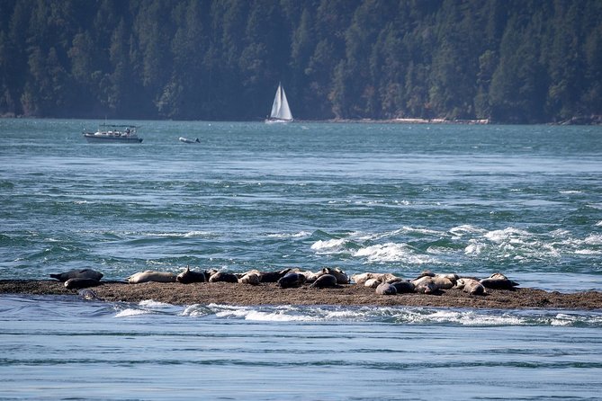 Vancouver Half-Day Whale Watching Adventure with Free Photos - Stop-by-stop: what your time on the water feels like
