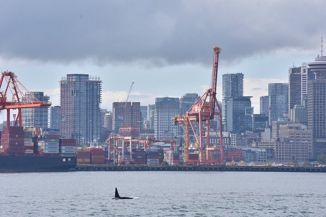 Vancouver Half-Day Whale Watching Adventure with Free Photos - Free photos and hot drinks: value that changes the day