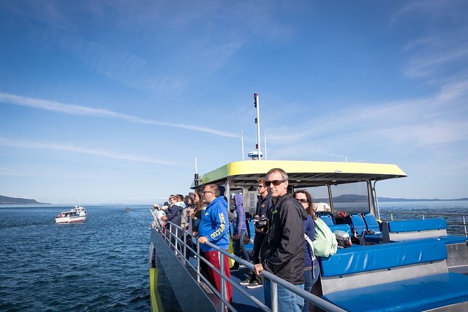 Vancouver Half-Day Whale Watching Adventure with Free Photos - Price and what you’re really paying for (and why it can still be worth it)