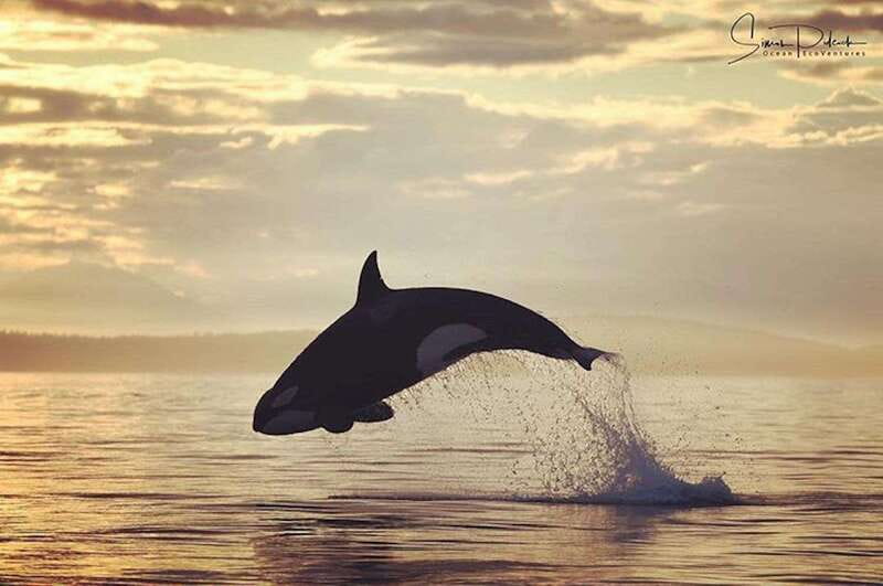 Vancouver Island: Cowichan Bay Sunset Whale Watching Tour - Key highlights that make this tour worth your attention