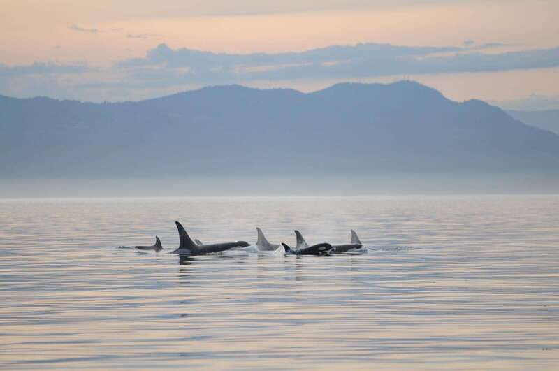 Vancouver Island: Cowichan Bay Sunset Whale Watching Tour - The 3.5-hour Salish Sea cruise: how the evening unfolds