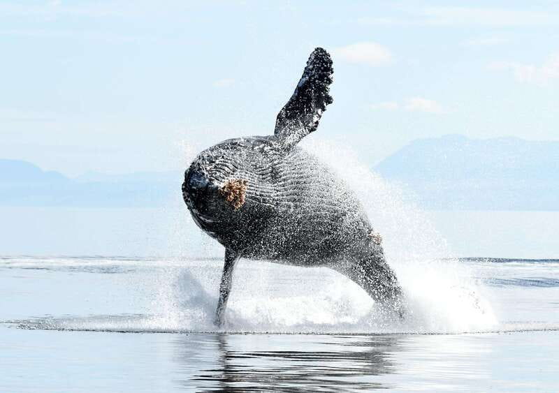 Vancouver Island: Cowichan Bay Sunset Whale Watching Tour - Who you’re looking for: orcas, humpbacks, greys, minke, and more