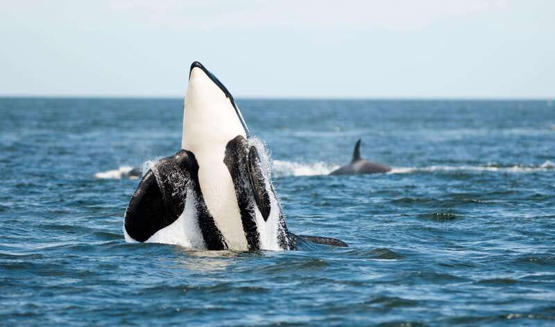 Vancouver Island: Cowichan Bay Sunset Whale Watching Tour - Photography at golden hour: what to do with your camera