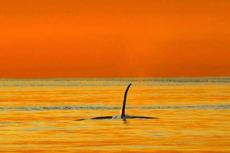 Vancouver Island: Cowichan Bay Sunset Whale Watching Tour - Should you book Ocean Ecoventures in Cowichan Bay?