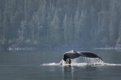 Vancouver Island Half-Day Whale Watching Tour - Telegraph Cove - The 3-Hour Experience: What the Time Budget Feels Like