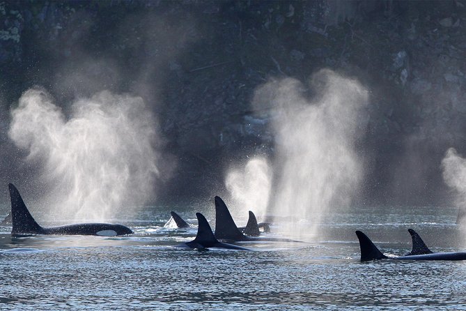 Vancouver Island Half-Day Whale Watching Tour - Telegraph Cove - Live Commentary That Turns Sightings Into Stories