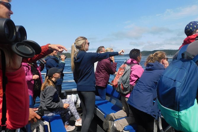 Vancouver Island Half-Day Whale Watching Tour - Telegraph Cove - What You Might See: Whales and the Wildlife “Extras”