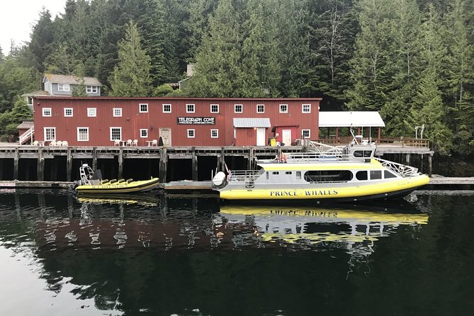 Vancouver Island Half-Day Whale Watching Tour - Telegraph Cove - Whale Sightings Guarantee: How to Read the Fine Print